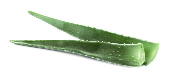 Photo of Green aloe vera leaves isolated on white