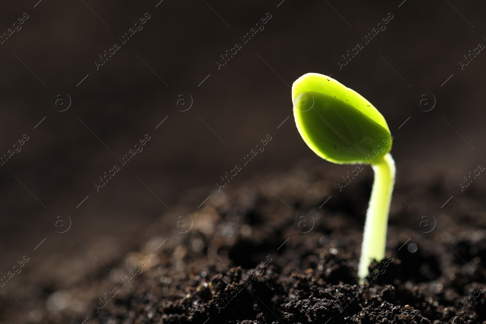 Photo of Little green seedling growing in soil, closeup. Space for text