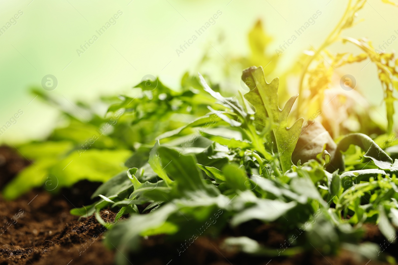 Image of Sunlit young sprouts of arugula plant in soil, closeup