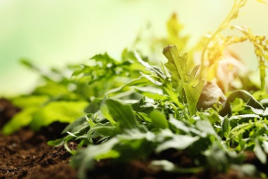 Sunlit young sprouts of arugula plant in soil, closeup