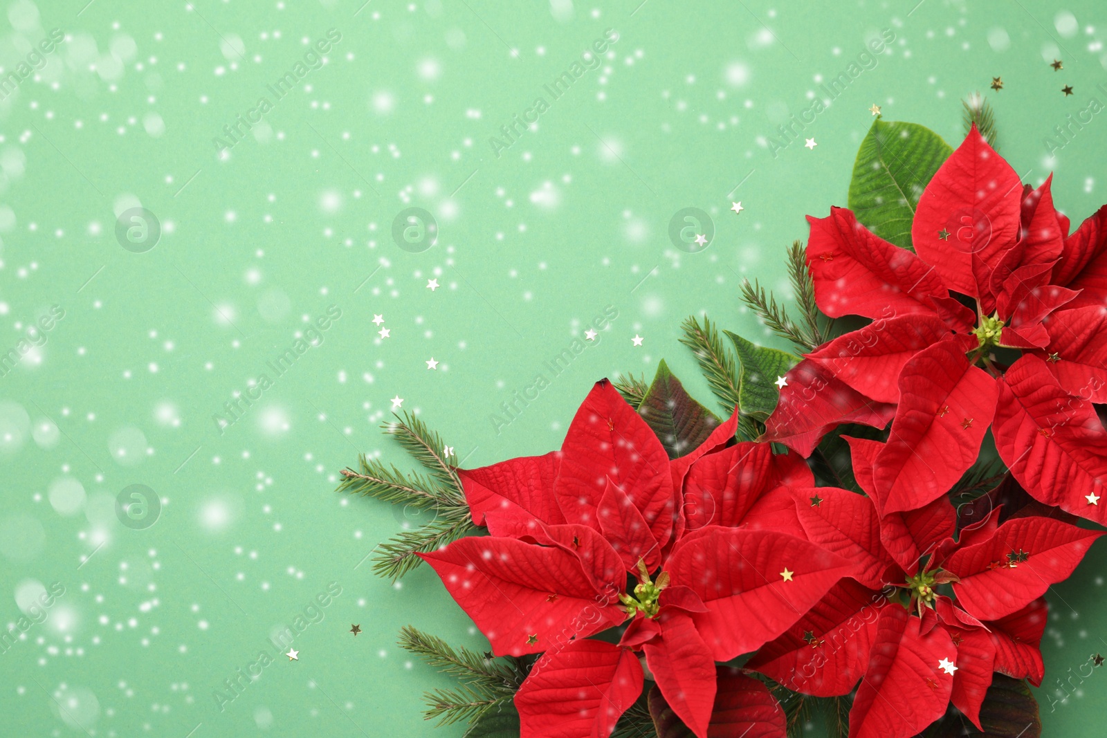 Image of Flat lay composition with traditional Christmas poinsettia flowers and space for text on green background. Snowfall effect