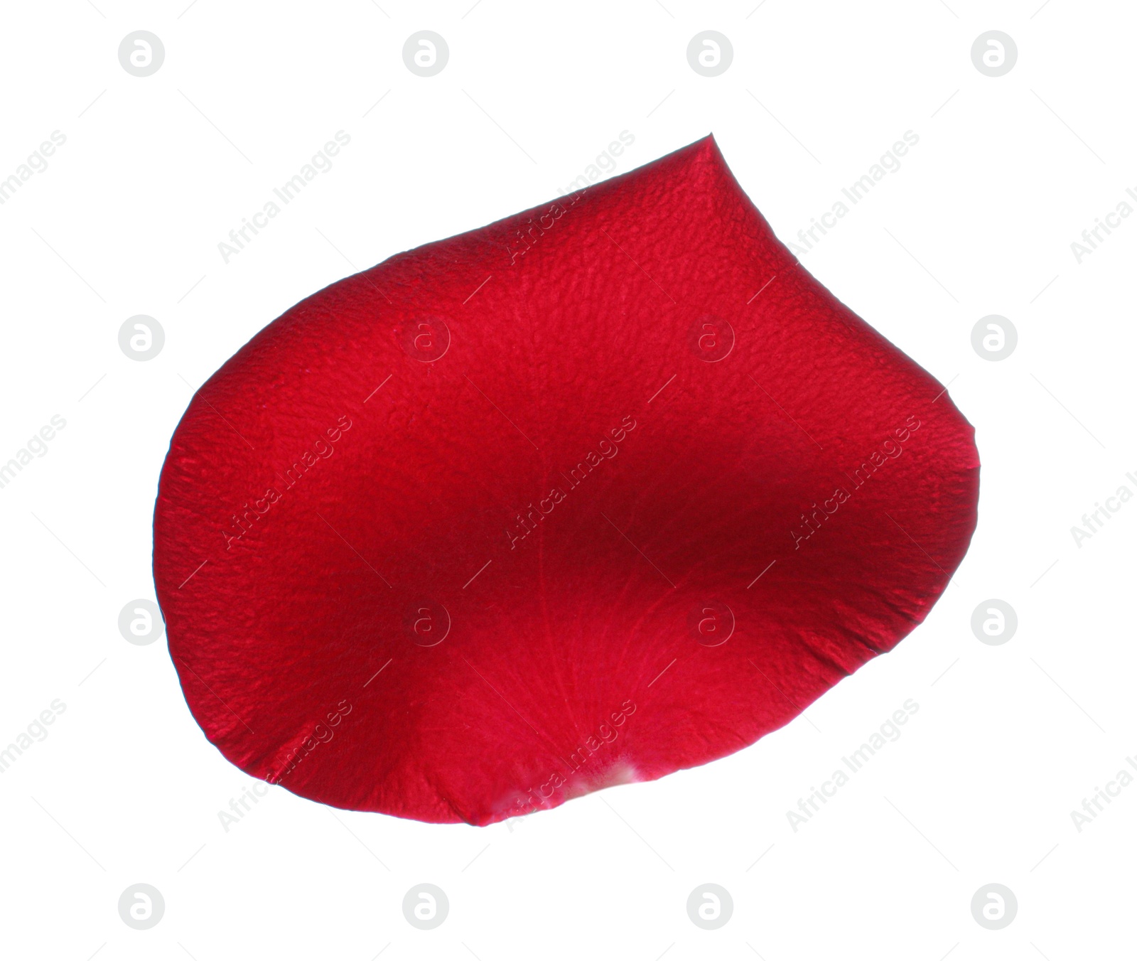 Photo of Red rose flower petal on white background