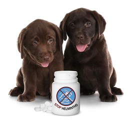 Image of Deworming. Chocolate Labrador Retriever puppies and medical bottle with anthelmintic drugs on white background