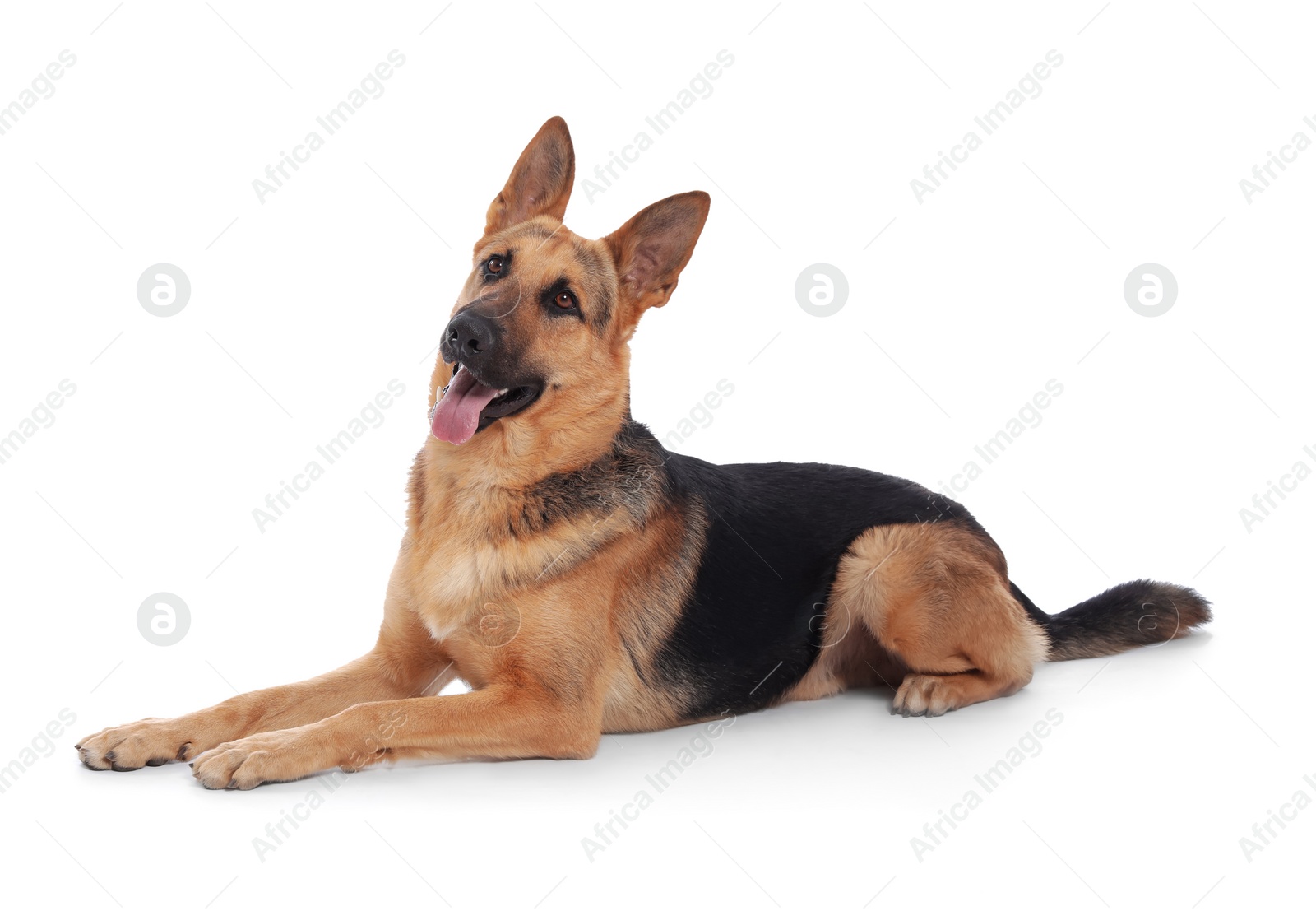 Photo of Adorable German shepherd dog on white background