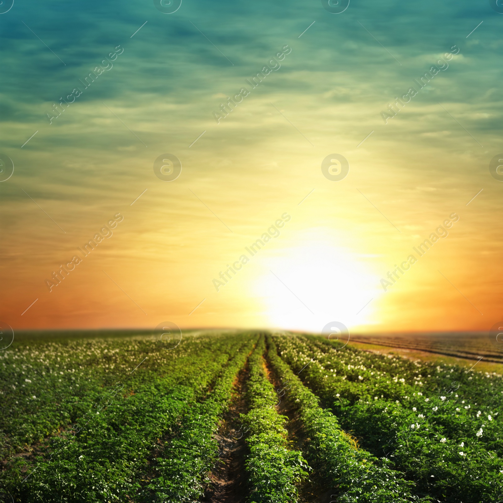 Image of Picturesque view of blooming potato field at sunset. Organic farming