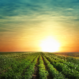 Image of Picturesque view of blooming potato field at sunset. Organic farming