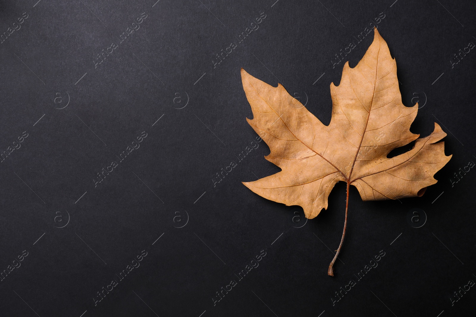 Photo of Dry autumn leaf on black background, top view. Space for text