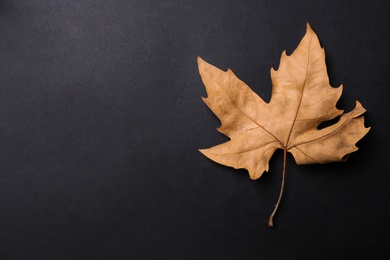 Photo of Dry autumn leaf on black background, top view. Space for text