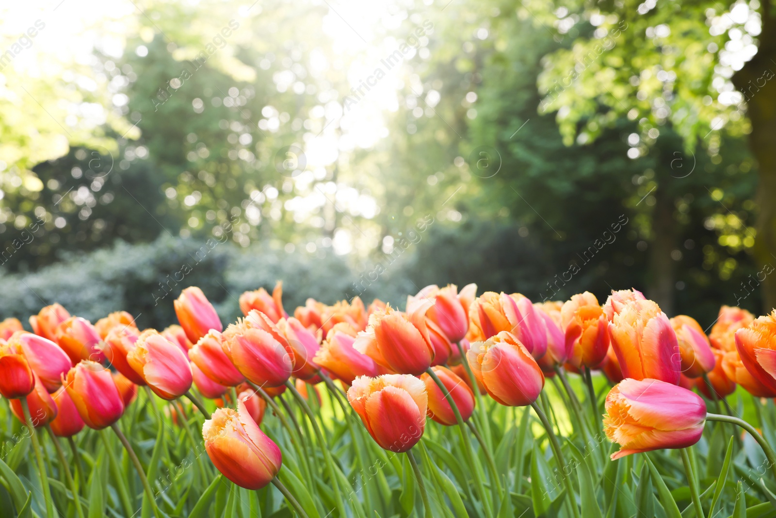 Photo of Many beautiful tulip flowers growing in park on sunny day, closeup. Spring season