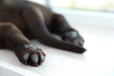 Chocolate Labrador Retriever puppy on  windowsill indoors, closeup