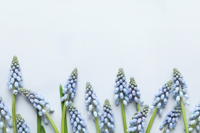 Photo of Flat lay composition with spring muscari flowers on light background, space for text