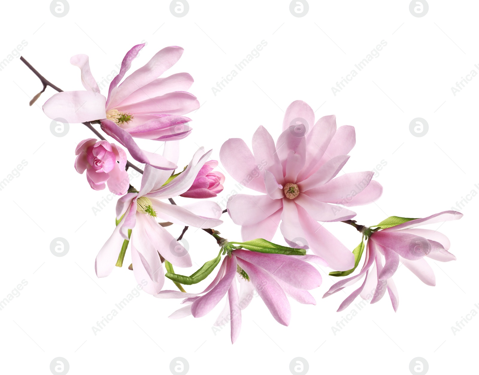 Image of Beautiful pink magnolia flowers on white background