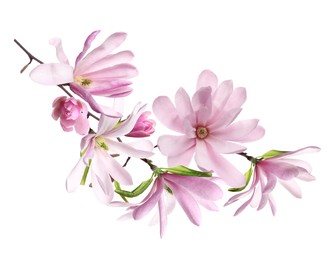 Image of Beautiful pink magnolia flowers on white background