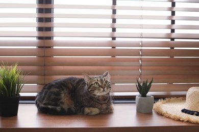 Adorable cat and houseplants on window sill at home. Space for text