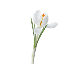 Beautiful crocus isolated on white. Spring flower