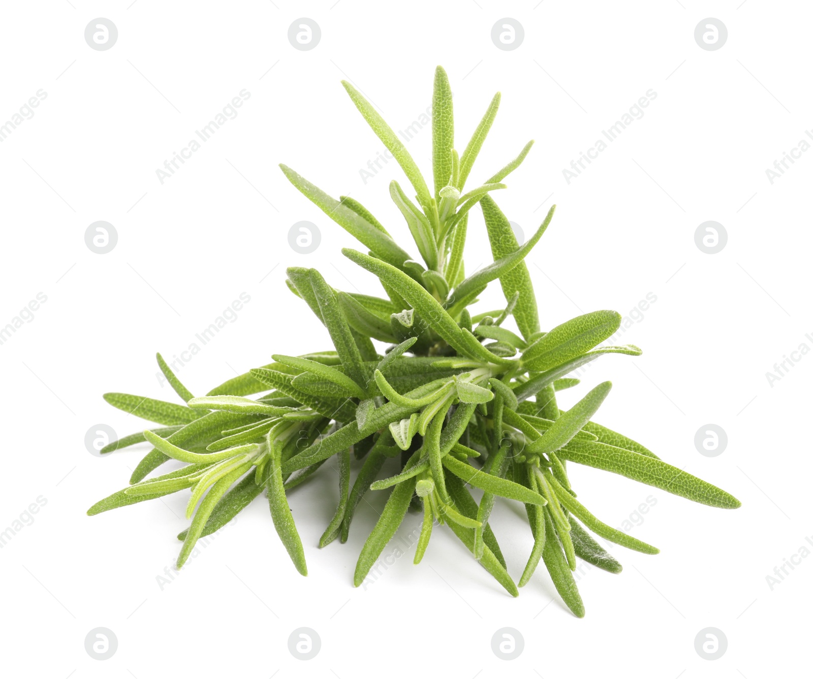 Photo of Aromatic fresh rosemary leaves on white background