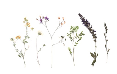 Photo of Dried meadow flowers on white background, top view