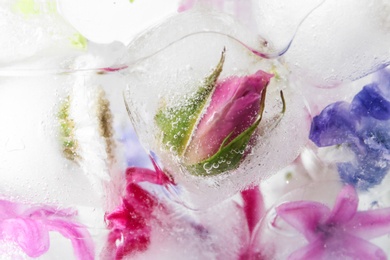 Closeup view of ice cubes with flowers