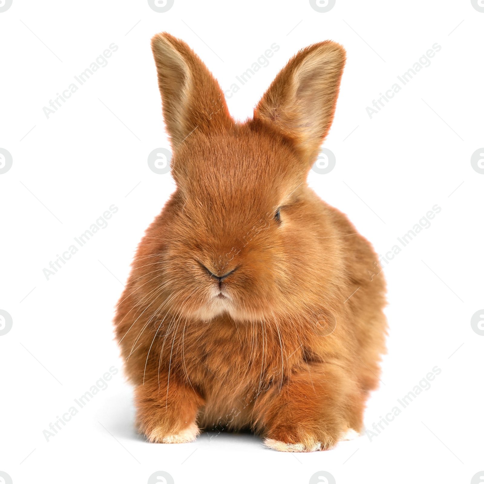 Image of Adorable fluffy Easter bunny on white background