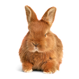 Adorable fluffy Easter bunny on white background