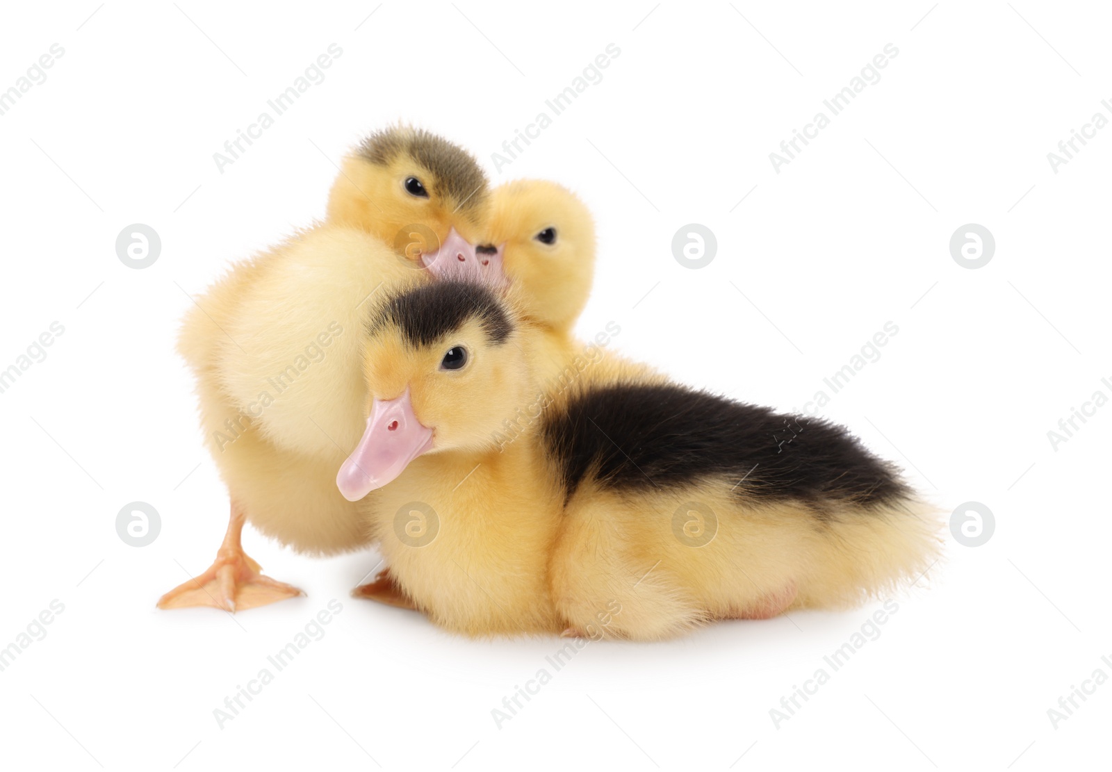 Photo of Baby animals. Cute fluffy ducklings on white background