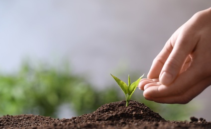 Woman protecting young seedling in soil on blurred background, closeup with space for text