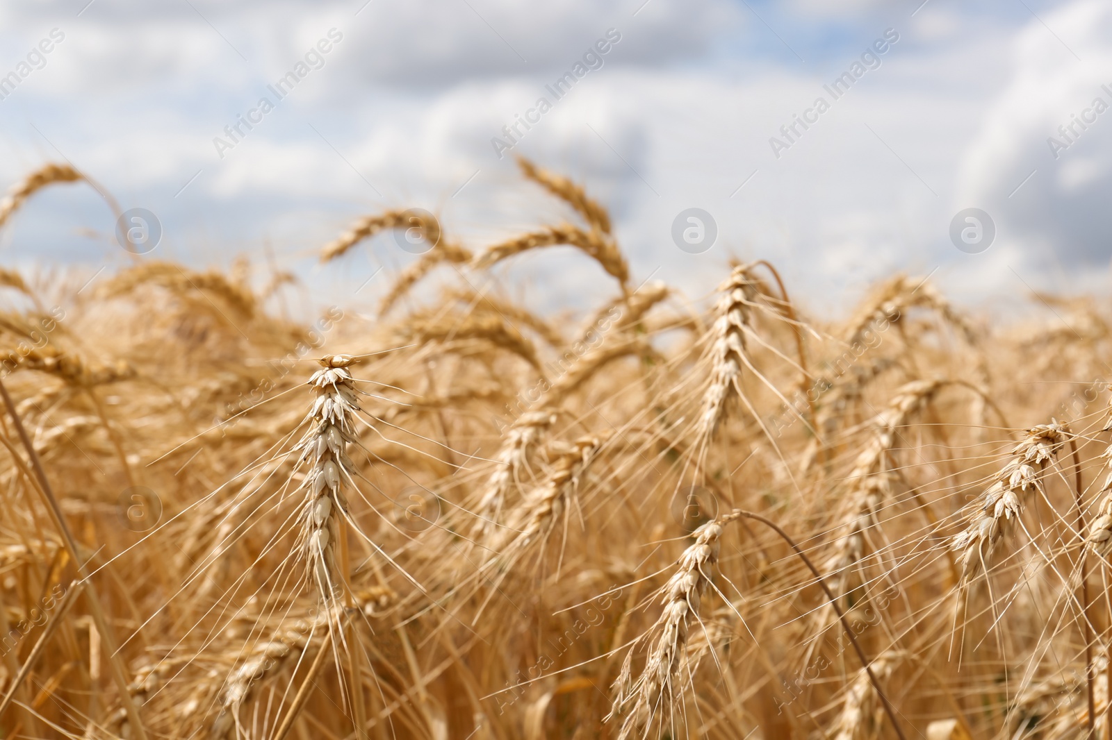 Photo of Ripe wheat spikes in agricultural field, closeup