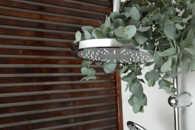 Photo of Branches with green eucalyptus leaves in shower, space for text