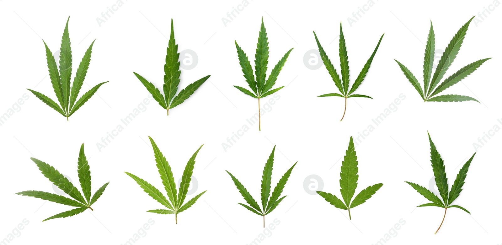 Image of Set of green hemp leaves on white background, banner design