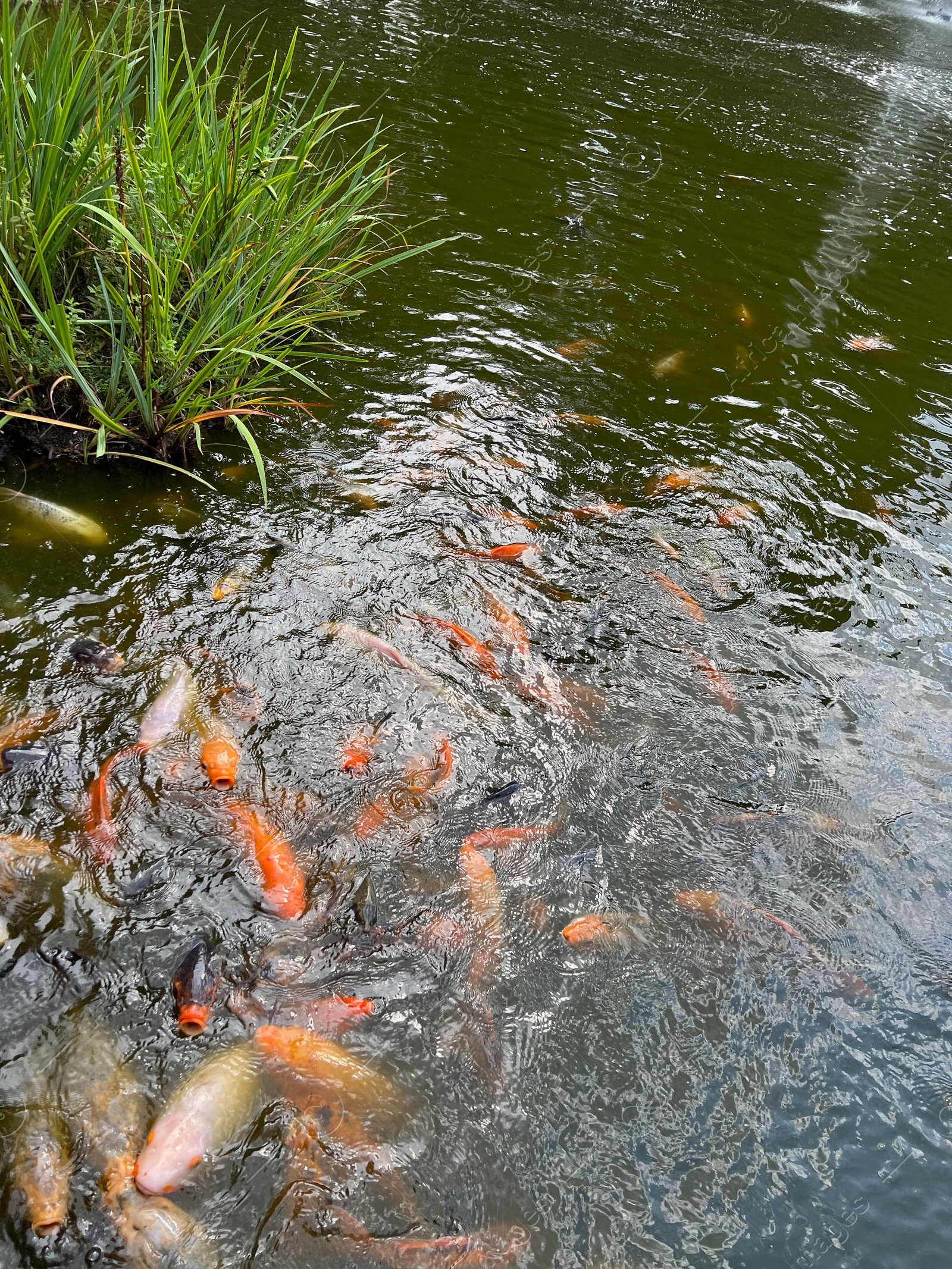 Photo of Many golden carps swimming in water outdoors