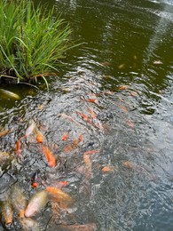 Many golden carps swimming in water outdoors