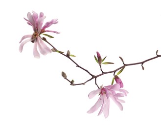 Photo of Magnolia tree branch with beautiful flowers isolated on white