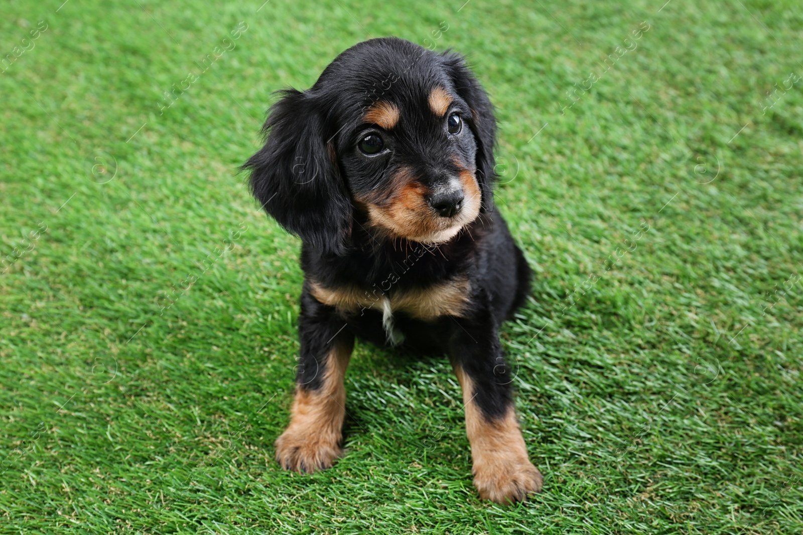 Photo of Cute English Cocker Spaniel puppy on green grass