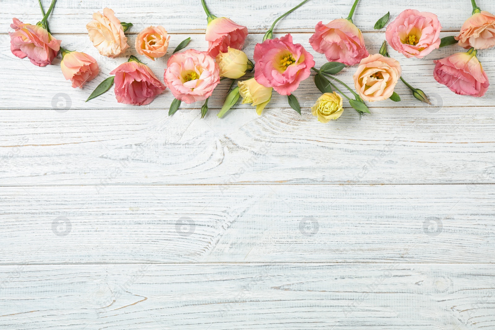 Photo of Flat lay composition with beautiful Eustoma flowers on white wooden table, space for text