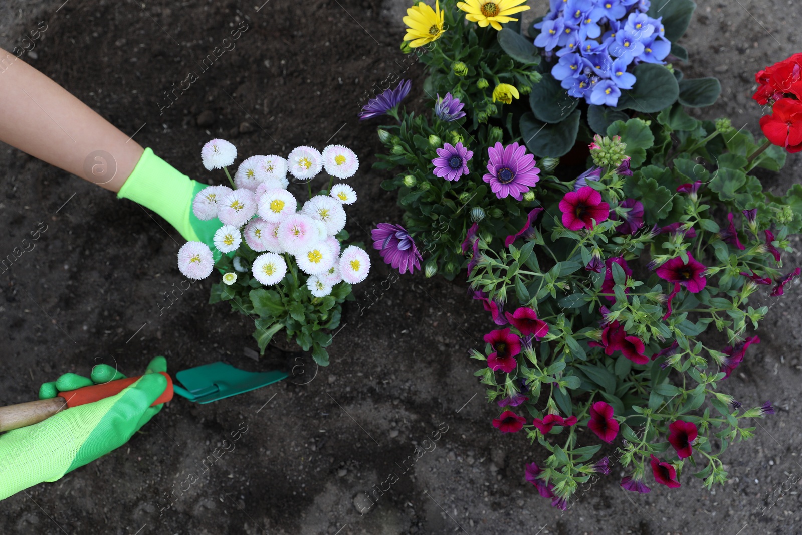 Photo of Woman in gardening gloves planting beautiful blooming flowers outdoors, top view