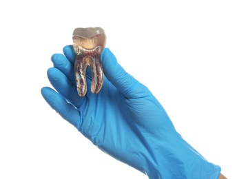 Photo of Dentist holding educational model of tooth in hand on white background