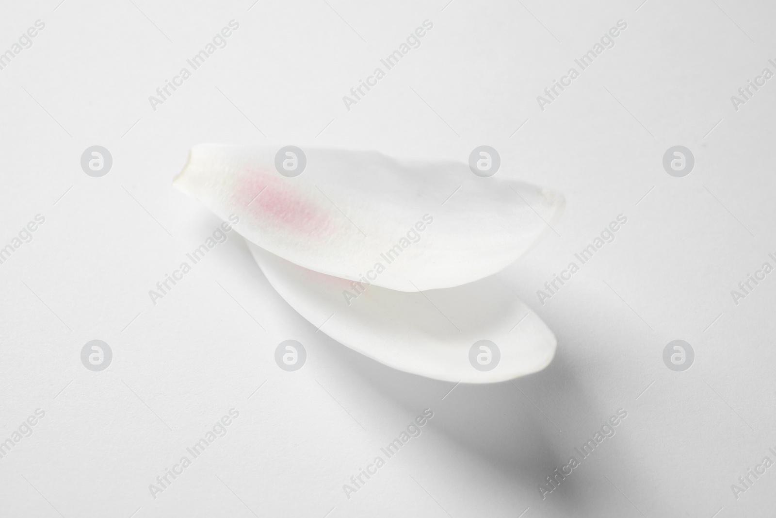 Photo of Beautiful lotus flower petals isolated on white