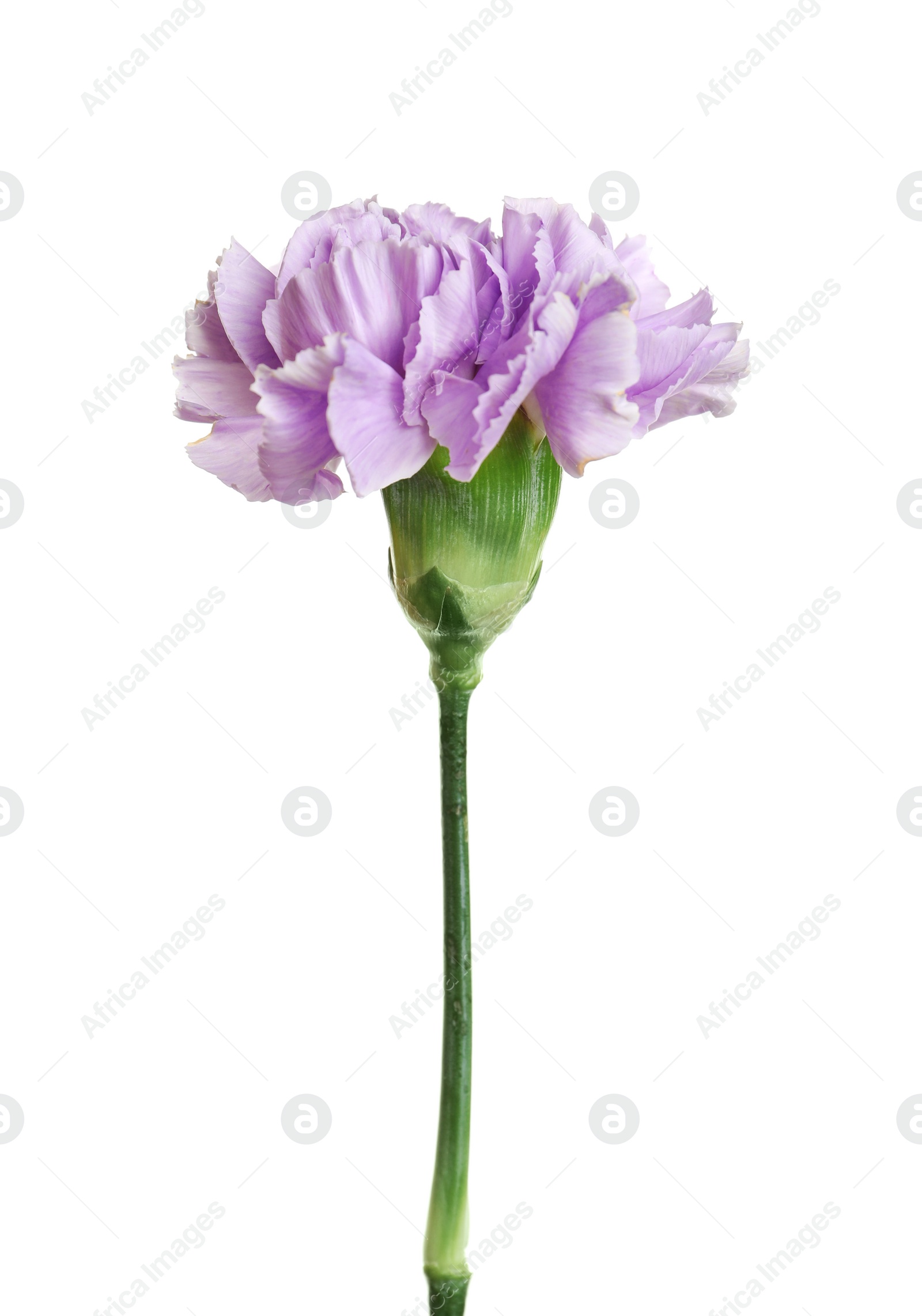 Photo of Beautiful blooming violet carnation on white background