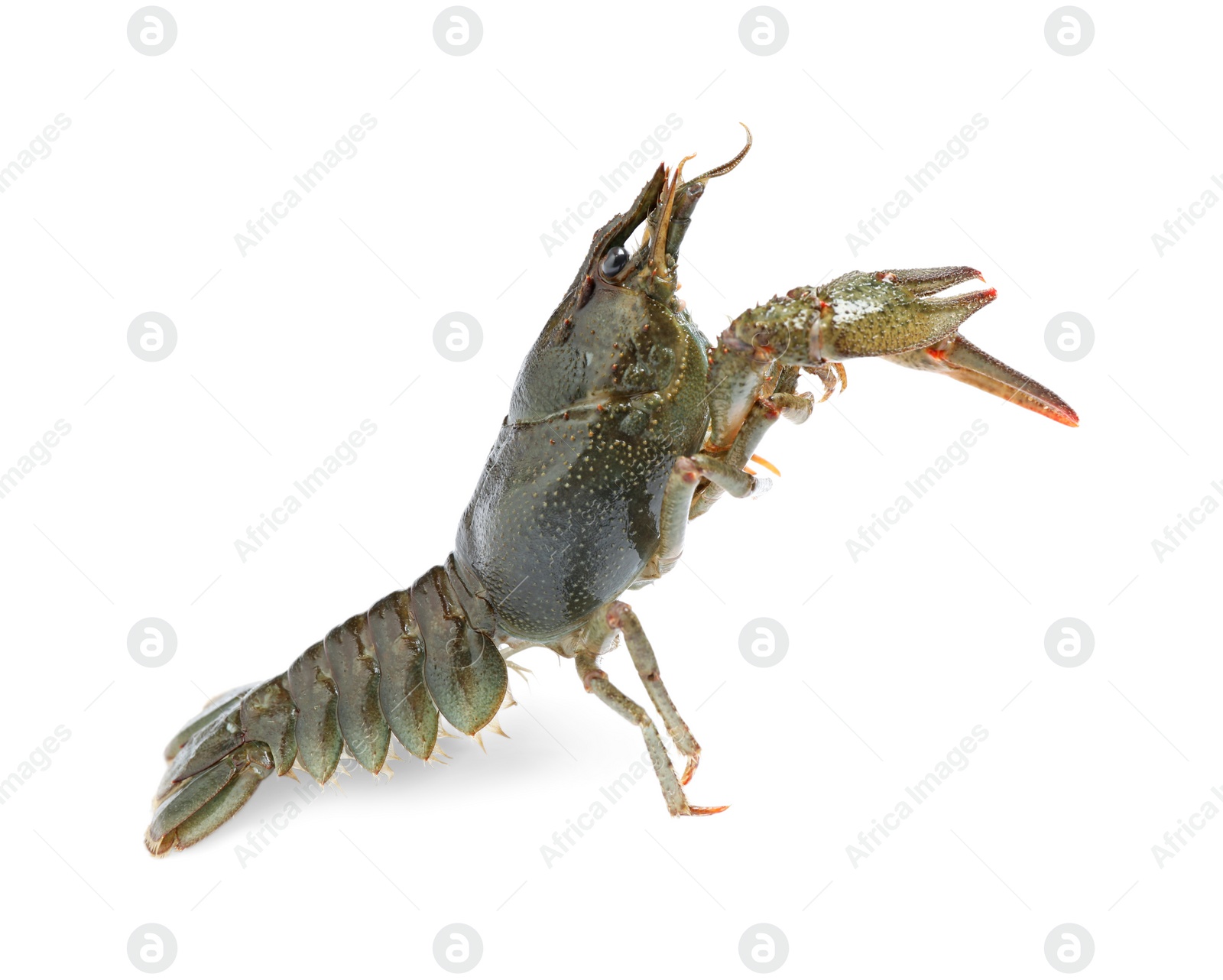 Photo of Fresh raw crayfish isolated on white. Healthy seafood