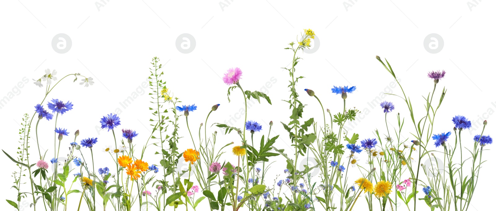 Image of Colorful meadow flowers on white background, banner design