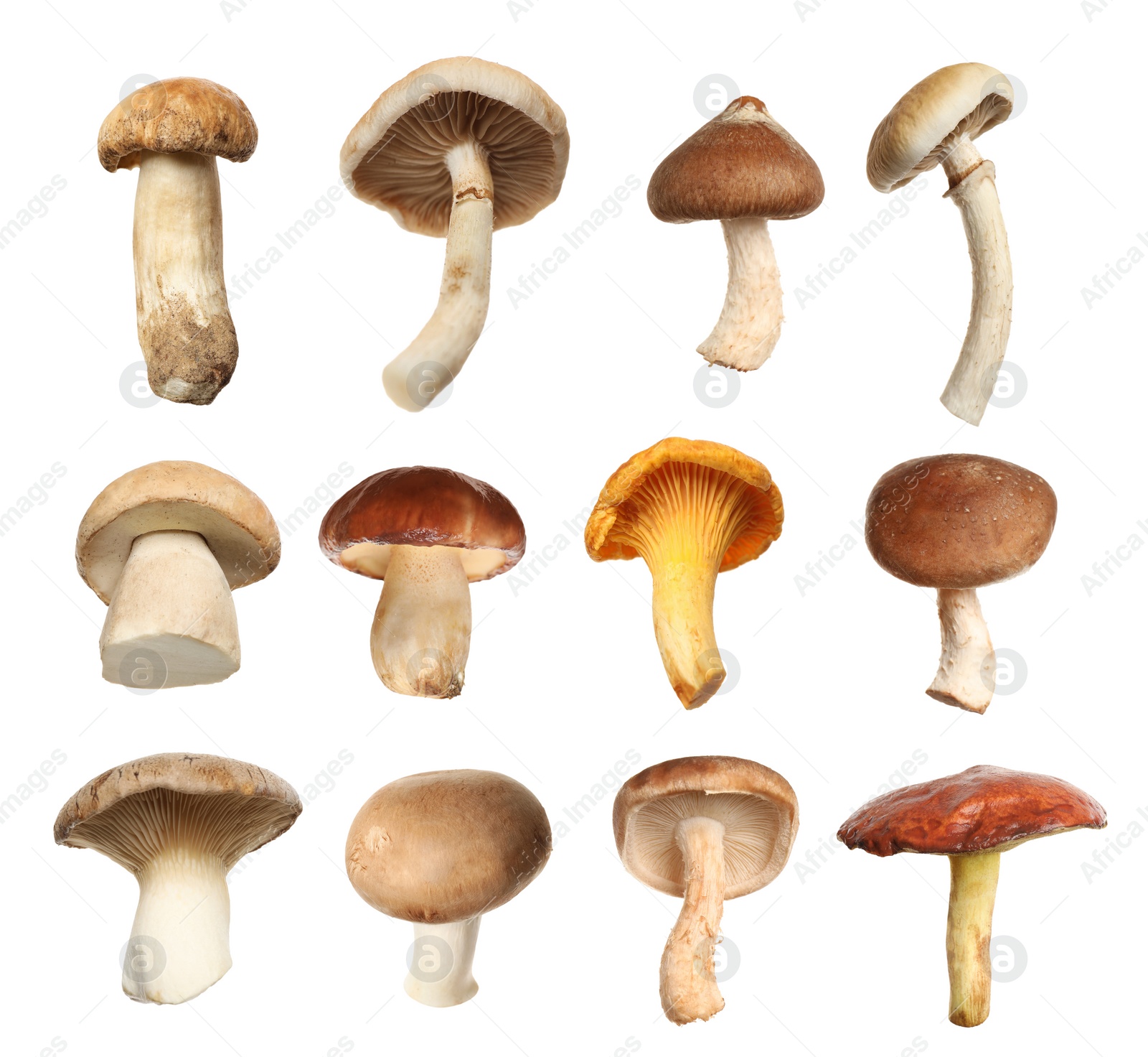 Image of Set of different fresh mushrooms on white background