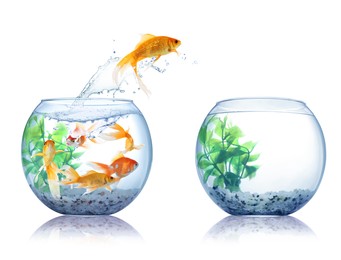 Image of Beautiful bright goldfish jumping out of water on white background