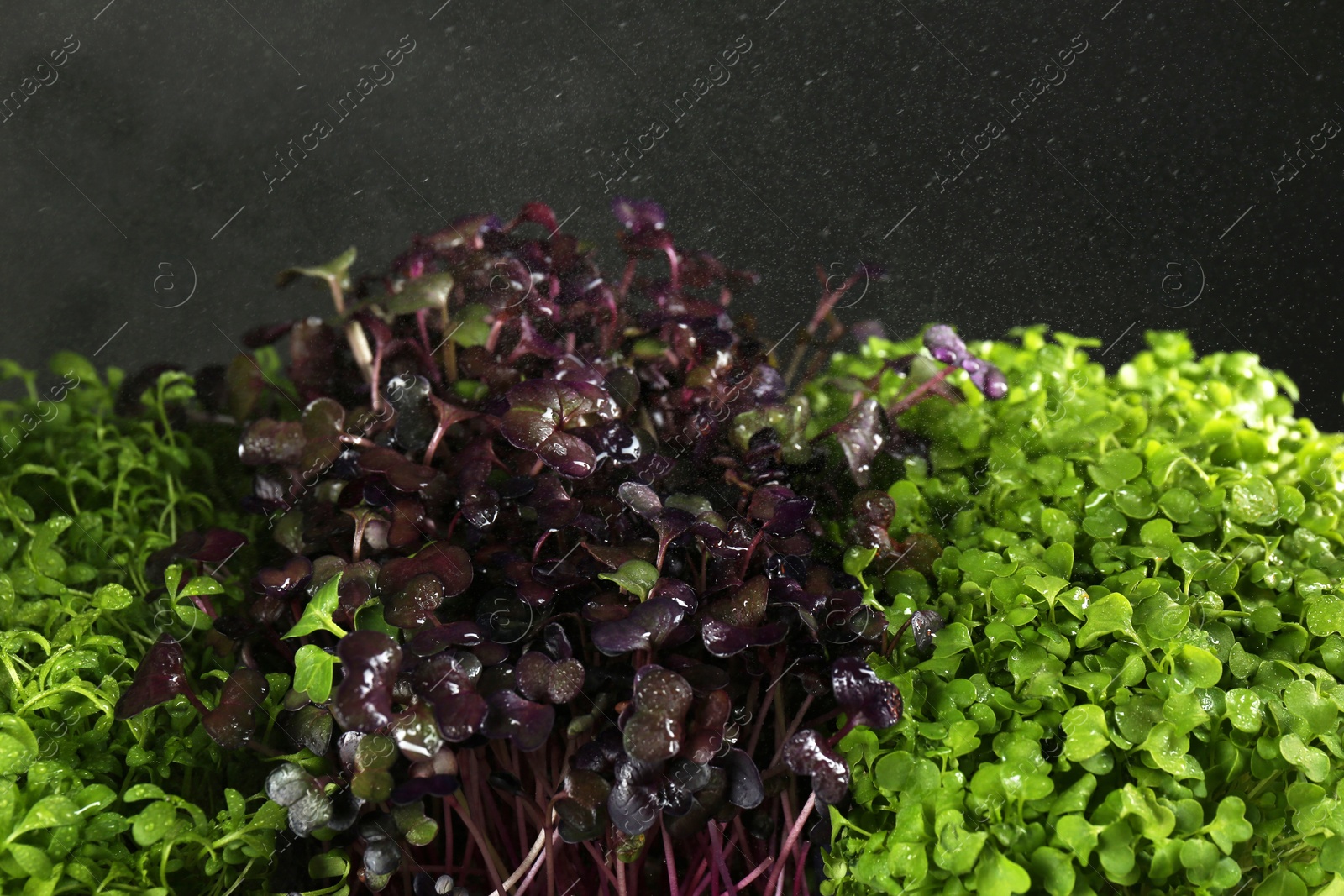 Photo of Different fresh microgreens on dark background, closeup