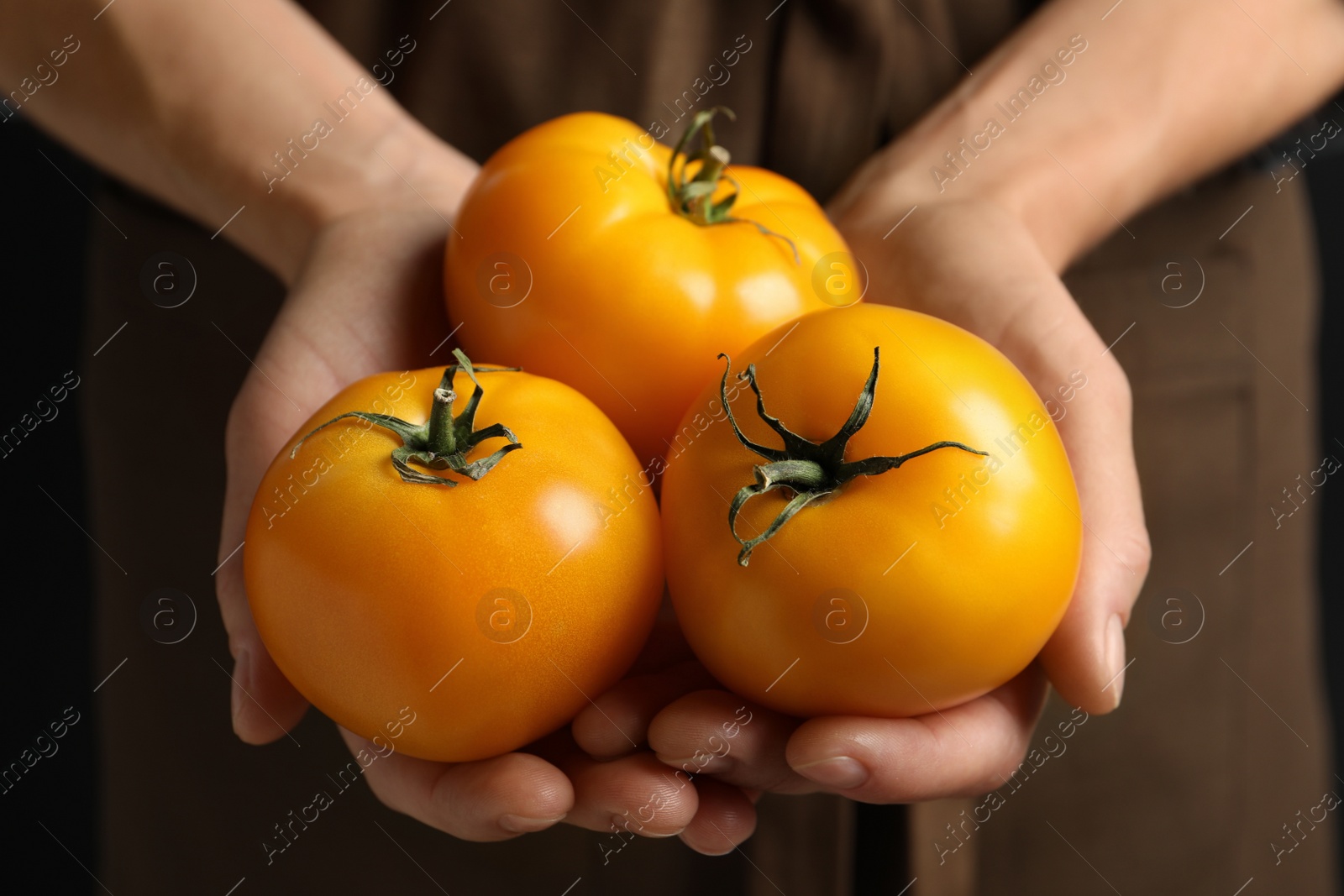 Photo of Woman holding fresh ripe yellow tomatoes, closeup