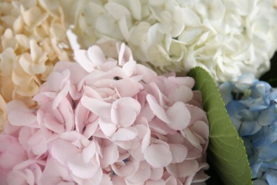 Photo of Beautiful colorful hydrangea flowers as background, closeup