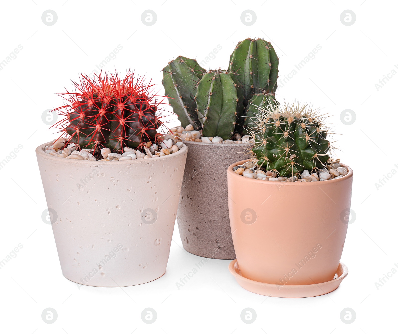 Photo of Beautiful cacti on white background