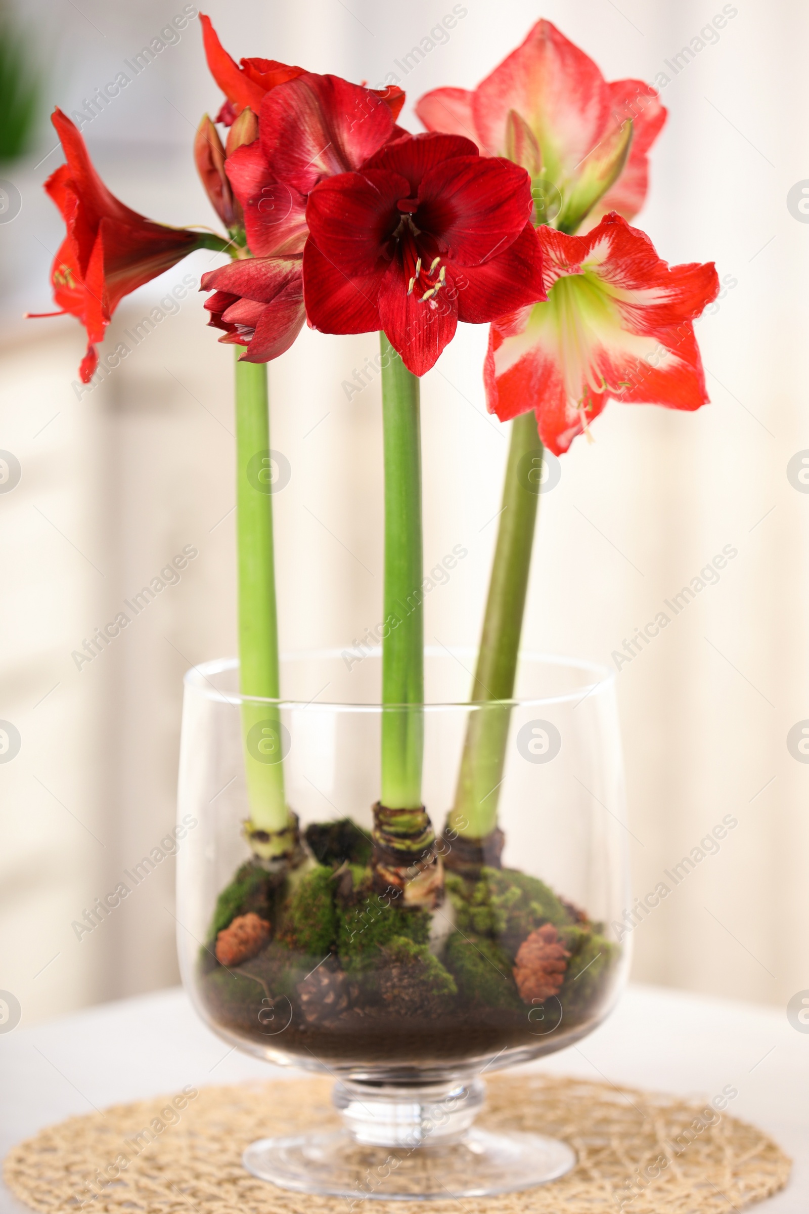 Photo of Beautiful red amaryllis flowers on table in room