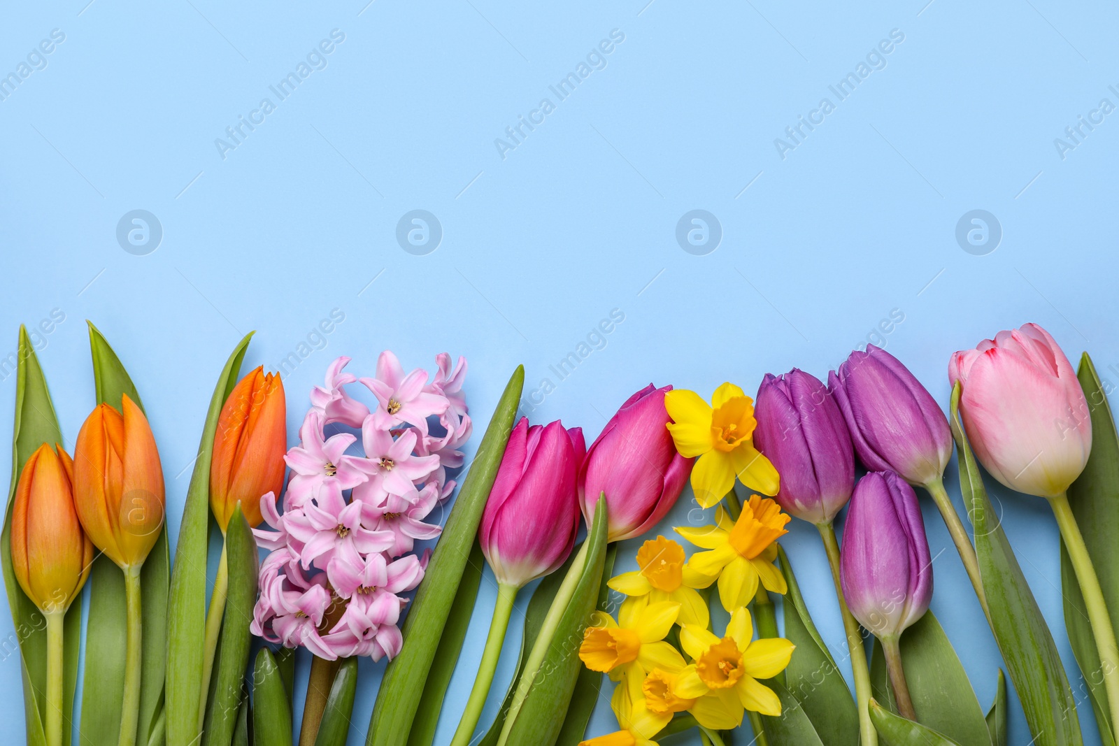 Photo of Beautiful flowers on light blue background, flat lay. Space for text