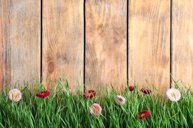 Vibrant green grass with beautiful flowers against wooden background, space for text