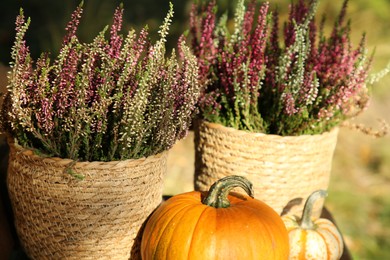 Photo of Beautiful heather flowers in pots and pumpkins outdoors
